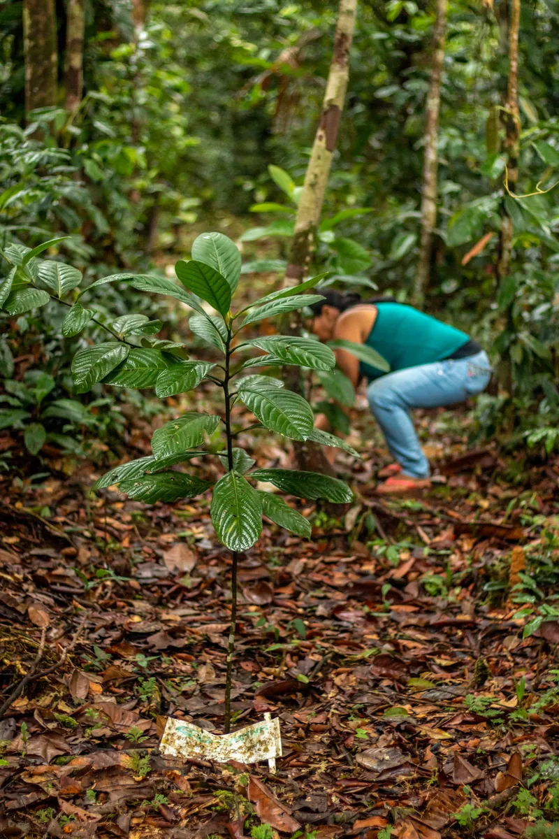 Árvore recém-plantada com sua placa de identificação, com uma pessoa da comunidade ao fundo